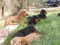 /album/%cf%84%ce%b1-%ce%ba%ce%bf%cf%84%ce%b1%ce%b2%ce%b9%ce%b1-%ce%bc%ce%b1%cf%83/p9260754-jpg/