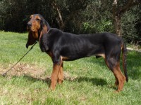 /album/%cf%84%ce%b1-%ce%ba%ce%bf%cf%84%ce%b1%ce%b2%ce%b9%ce%b1-%ce%bc%ce%b1%cf%83/a38-jpg/