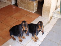 /album/%cf%84%ce%b1-%ce%ba%ce%bf%cf%84%ce%b1%ce%b2%ce%b9%ce%b1-%ce%bc%ce%b1%cf%83/a128-jpg/