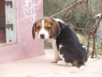 /album/%cf%84%ce%b1-%ce%ba%ce%bf%cf%84%ce%b1%ce%b2%ce%b9%ce%b1-%ce%bc%ce%b1%cf%83/p2224919-jpg/