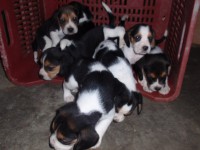 /album/%cf%84%ce%b1-%ce%ba%ce%bf%cf%84%ce%b1%ce%b2%ce%b9%ce%b1-%ce%bc%ce%b1%cf%83/p9200520-jpg/