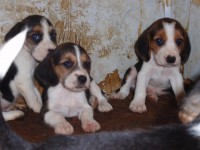 /album/%cf%84%ce%b1-%ce%ba%ce%bf%cf%84%ce%b1%ce%b2%ce%b9%ce%b1-%ce%bc%ce%b1%cf%83/p9200534-jpg/