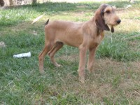 /album/%cf%84%ce%b1-%ce%ba%ce%bf%cf%84%ce%b1%ce%b2%ce%b9%ce%b1-%ce%bc%ce%b1%cf%83/pa252337-jpg/