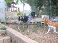 /album/%cf%84%ce%b1-%ce%ba%ce%bf%cf%84%ce%b1%ce%b2%ce%b9%ce%b1-%ce%bc%ce%b1%cf%83/pa252259-jpg/